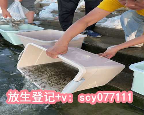 放生什么价钱合适，圆满放生：适合干法暂养的鳝鱼放生3