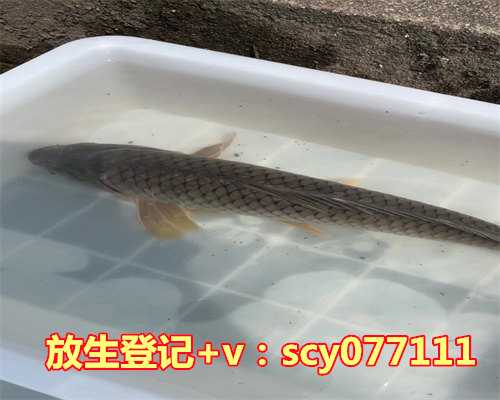 长江放生鱼苗，禁渔期非法捕捞被告人放生上万鱼苗获轻处