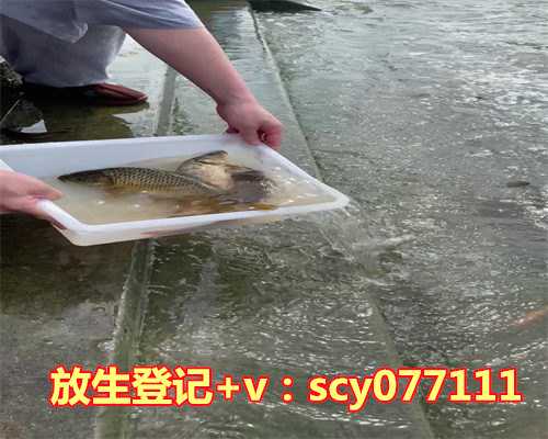 鳝鱼放生到河里能活吗,亳州一村民涡河水域捕到一条娃娃鱼目前已放生