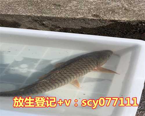 放生的鱼买几条合适的鱼，养金鱼的数量一般养几条好