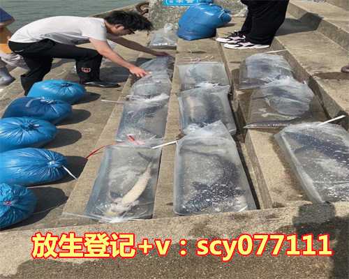 放生鲤鱼什么时间好，放生鲤鱼发财1