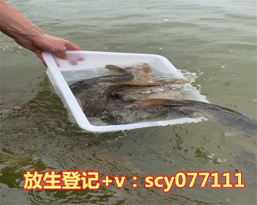 放生鱼是单数还是双数好呢，吃梨是生吃好还是熟吃好