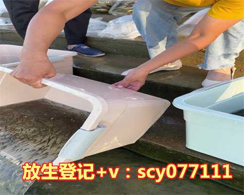 放生怀孕肚子很大的鲈鱼，梦见自己怀孕了挺个大肚子