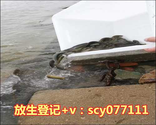 正月十五几点适合放生，适合带水暂养的黄颡鱼放生2