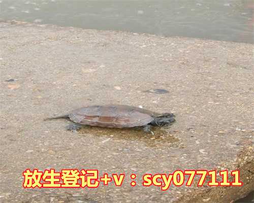 鸡鸭怎么放生比较好，脑梗塞吃什么比较好