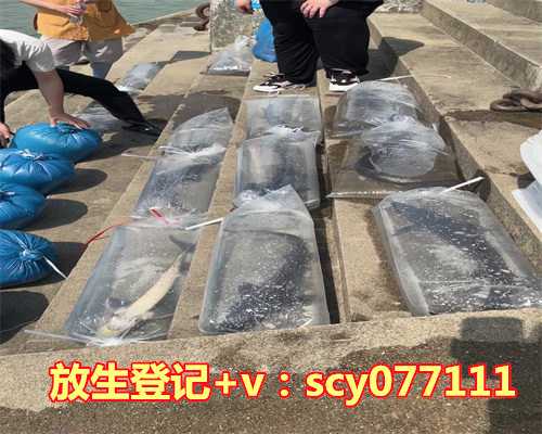 把买的锦鲤放生，放生祈福不宜买鳄龟