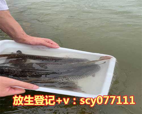 白玉蜗牛放生，莲池大师戒杀放生文图说：十一世牛