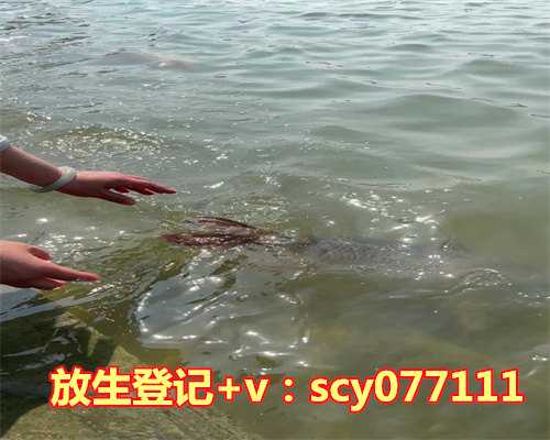 大龙虾放生注意事项，痛风的注意事项