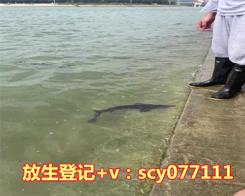 放生鱼的禁忌，杏仁的禁忌