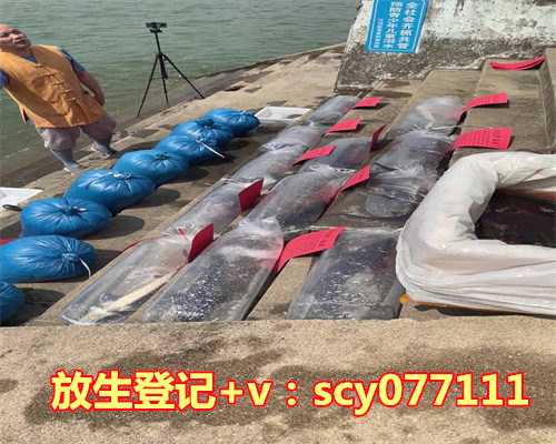 武汉哪里能放生甲鱼，武汉：上千市民热捧“呵护江城”行动(组图)