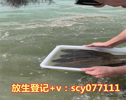 放生买什么鱼最便宜好养，做梦买鱼什么意思