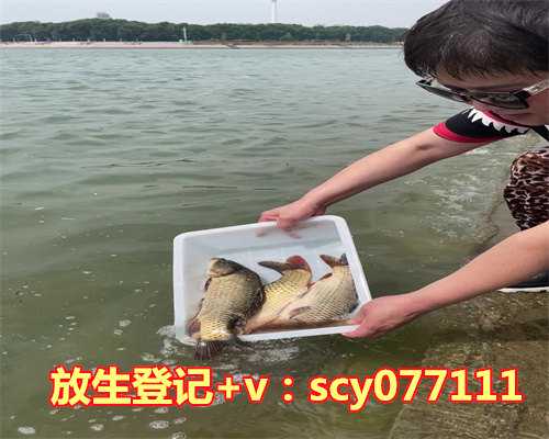 北京买放生鱼的地方，北京一河道现大量死鱼