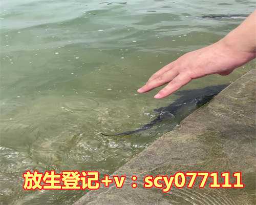 北京哪里能放生乌龟，老北京面茶的做法