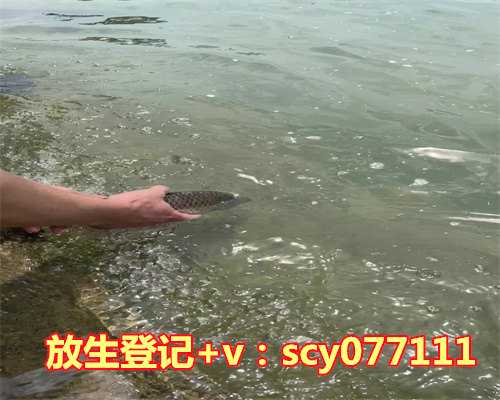 放生鳝鱼有什么好处和坏处，鳝鱼放生时需要注意些什么