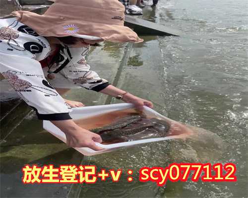 泉州怎么放生鸭子,泉州哪里可以放生鱼,放生泥鳅黄鳝