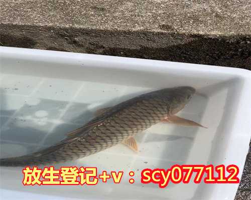 乌鲁木齐公园放生鸽子，乌鲁木齐市昆仑路来了两只“四不像”