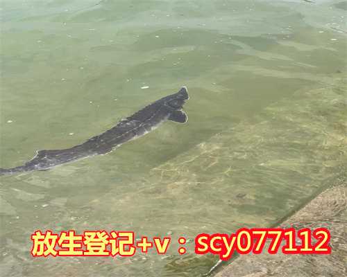 江西黄岛哪个地方适合放生,黄岛哪个地方适合放生,七夕放生的寓意