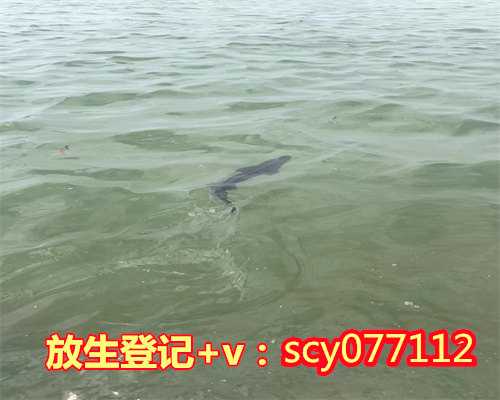 中华草龟怎么放生，市民买鳄龟欲放生