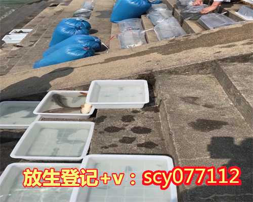 放生鱼为什么不能直接放，放生鱼是什么意思