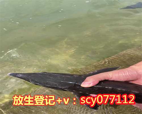 拿乌龟去放生,需要做什么事吗?,乌龟可以找人代替放生吗