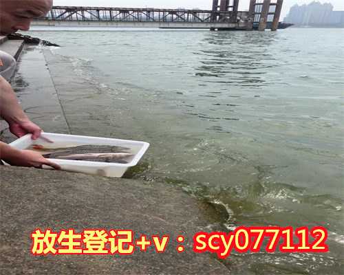 为何放生泥鳅得姻缘，2000斤泥鳅放生记