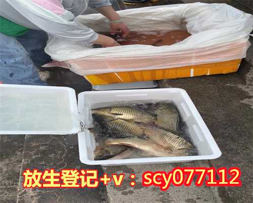 放生的泥鳅为什么不走一直在河边,为什么放生泥鳅姻缘好