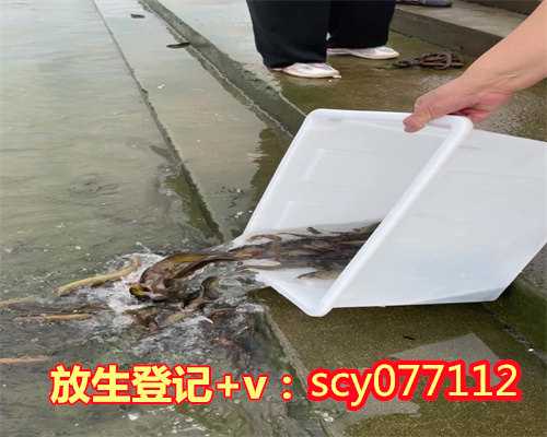 放生草龟犯法吗，乌龟如何放生2