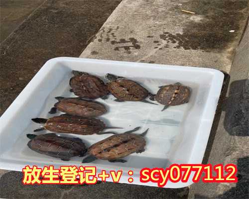 放生有效果吗，放生竟然有如此神奇之功效