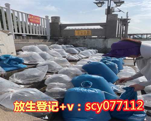 放鱼放生咒连云港放生百年海龟视频大全【连云港放生鱼现场】