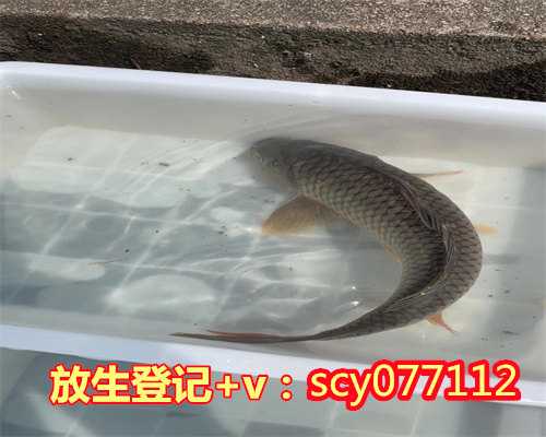 放生的牛蛙可以抓来吃吗，佛说放生牛蛙的功德和福报是什么