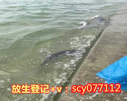 为啥海龟要放生，乌龟如何放生1