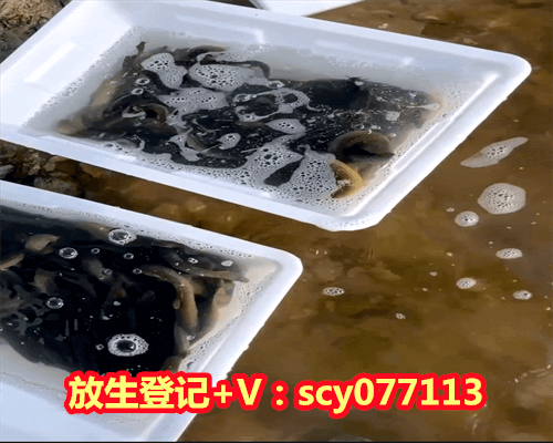 青岛何地可以放生鸟，青岛湿地管护区禁止12类行为擅自放生可罚三万元