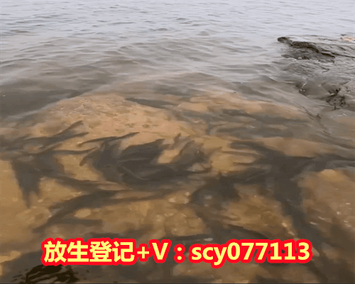 放生微信号上海，上海市宗教事务条例