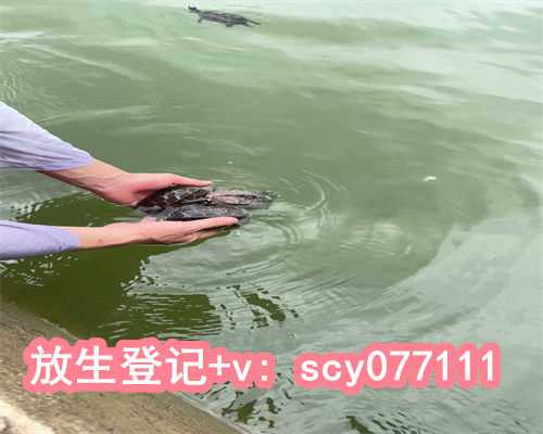 放生猫咪会怎么样，猫咪往生托梦记