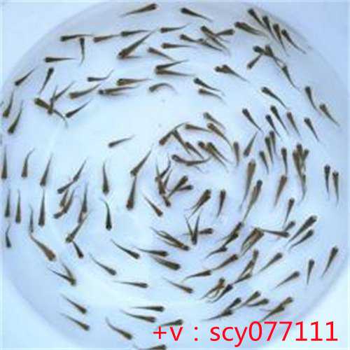 长春放生回向祈愿（长春什么季节放生最好）